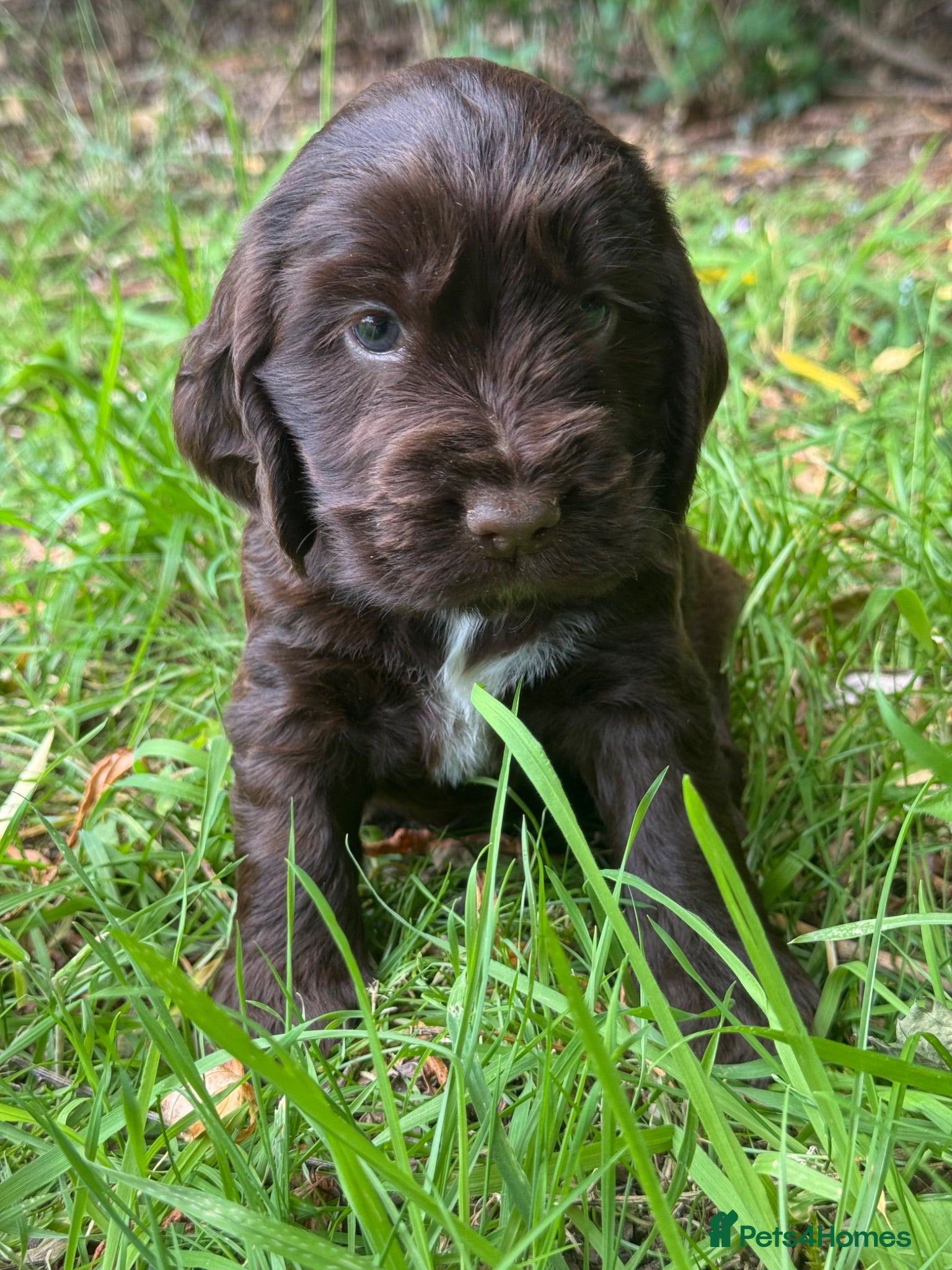 Cocker Spaniel dogs ❤️ 100% SHOWTYPE HEALTH TESTED COCKER SPANIEL ❤️ - Advert 1
