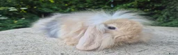 Angora rabbits for sale: 💜READY NOW-STUNNING TEDDYWIDDER X MINI LOP BABIES - Advert 7