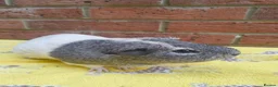 Guinea Pig rodents for sale: Guinea pigs for rehoming  - Advert 2