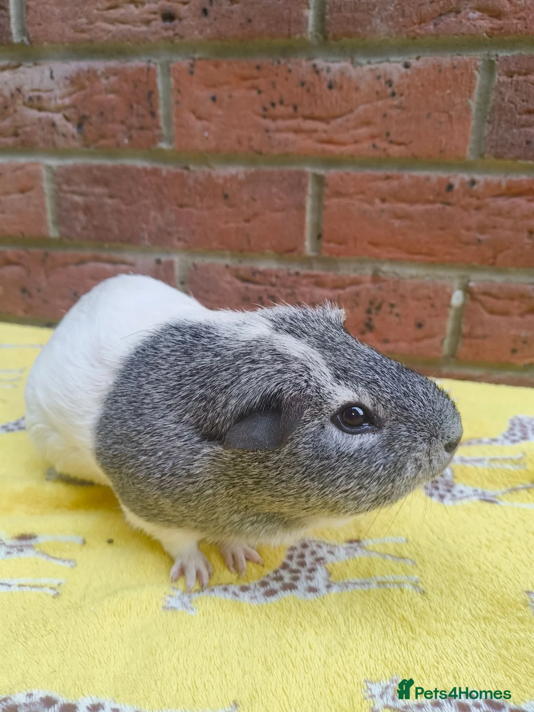 Guinea Pig rodents for sale: Guinea pigs for rehoming  - Advert 2