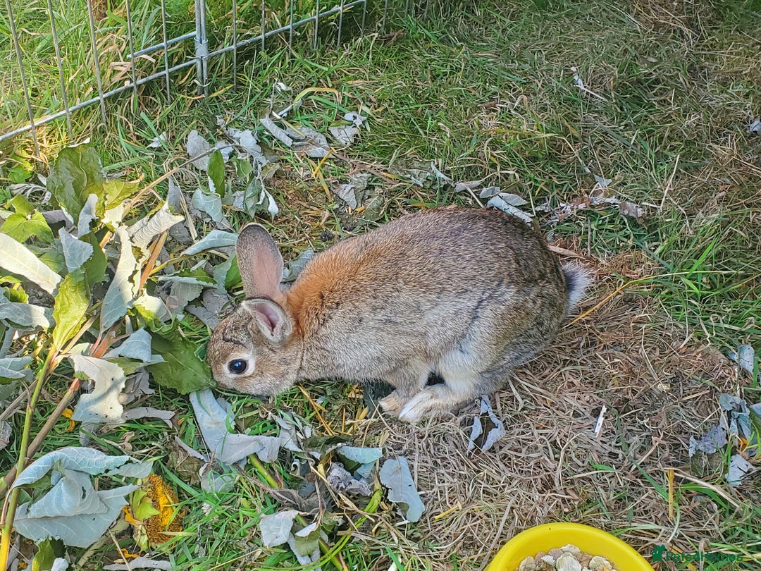 Netherland Dwarf rabbits for sale: Crumbles needs a loving home - Image 4