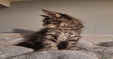 Maine Coon cats TICA REG.  Amazing kittens  - Advert 11