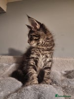 Maine Coon cats TICA REG. Amazing kittens - Advert 11