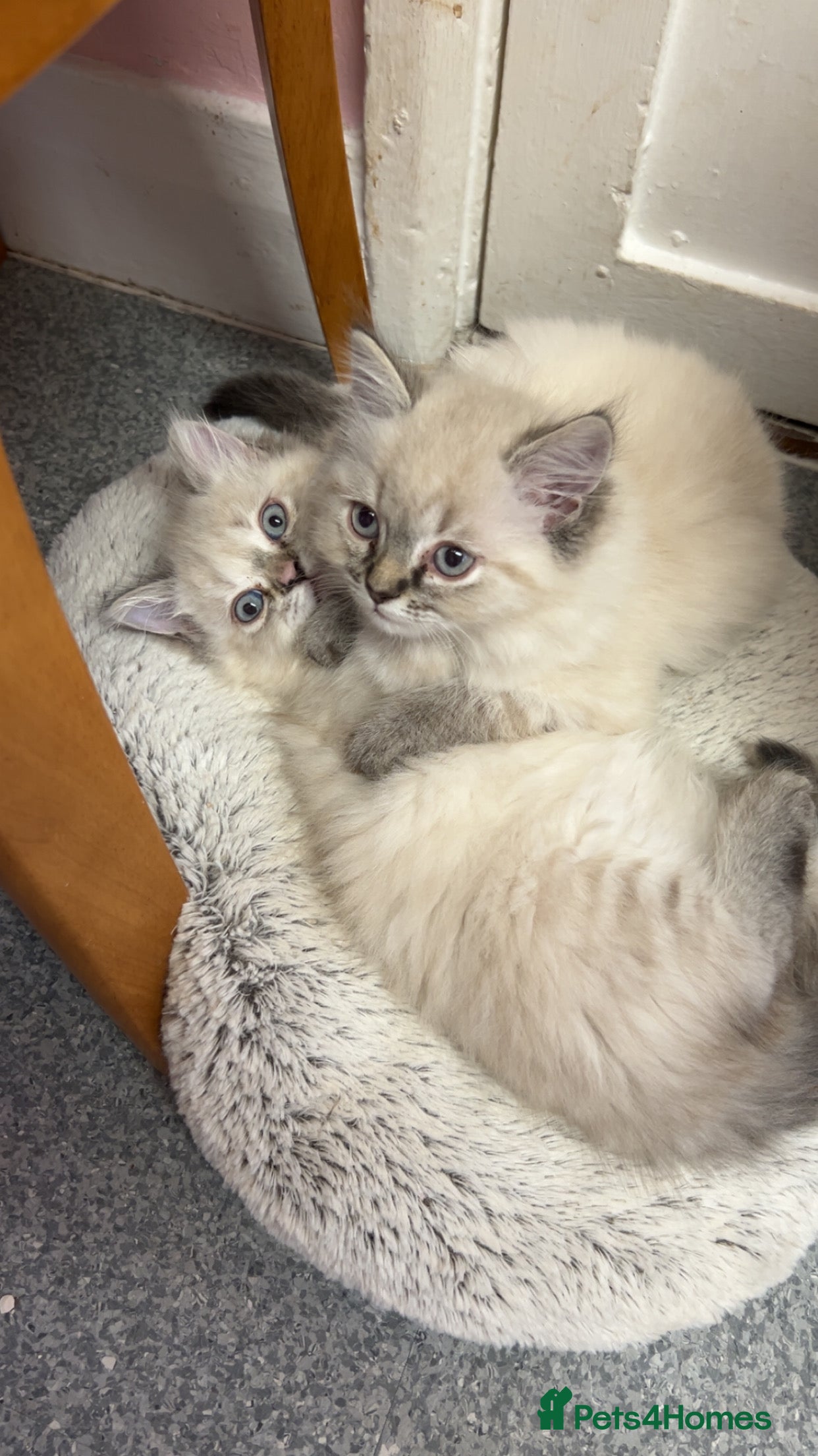 Persian cats 4 Beautiful Himalayan X Chinchilla Persian Kittens - Advert 1