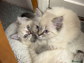 Persian cats 4 Beautiful Himalayan X Chinchilla Persian Kittens - Advert 18