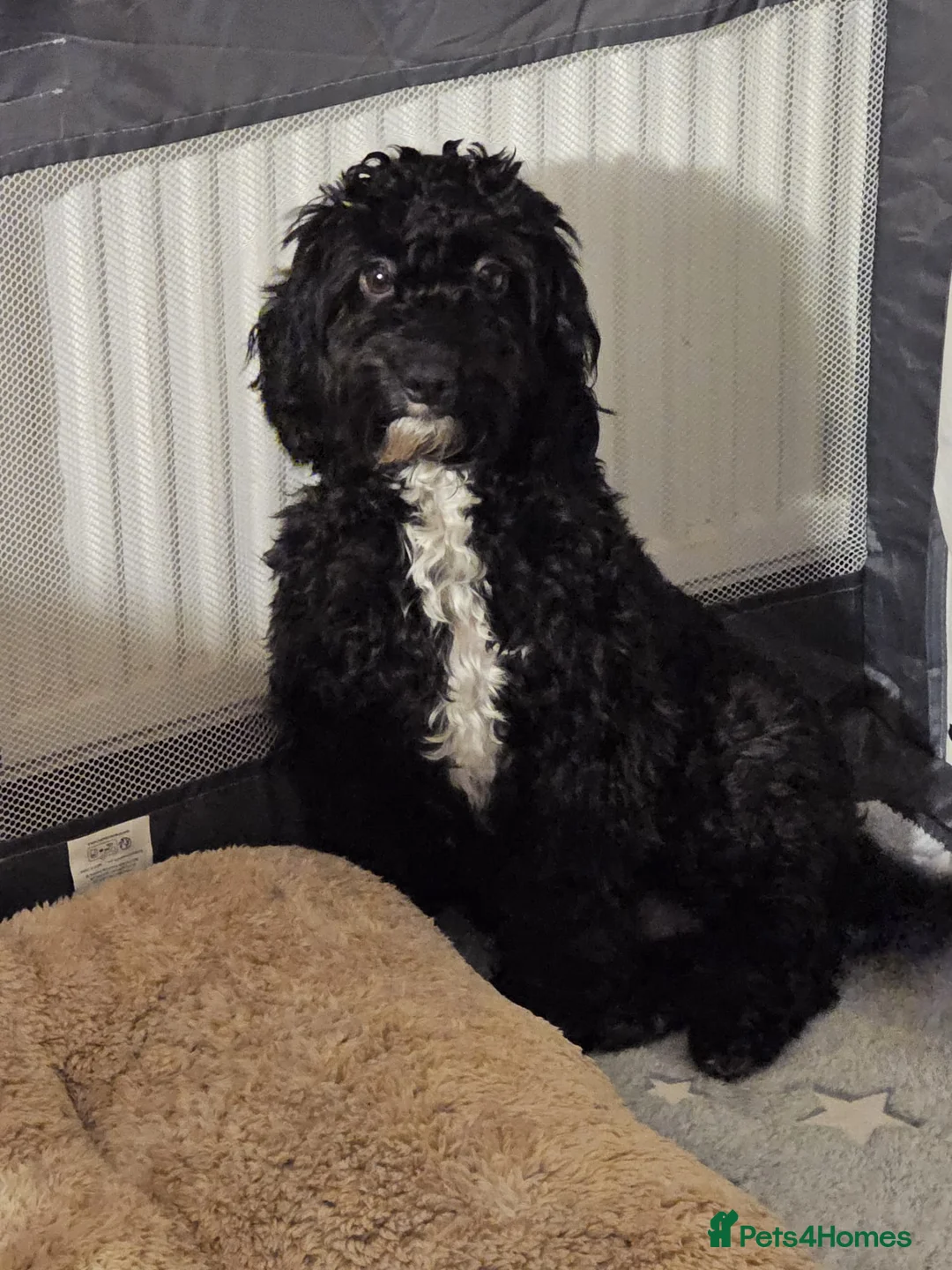 Cockapoo dogs for sale: Cockerpoo F1b Pups for sale (Ready to be rehomed) - Advert 14