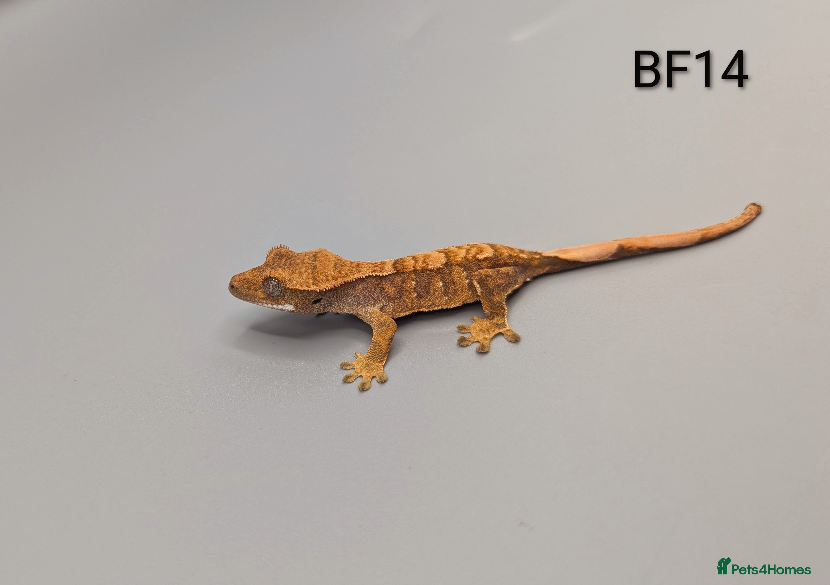 Gecko reptiles Red Flame Crested Gecko CB25  - Advert 7