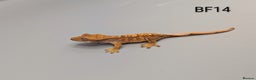 Gecko reptiles for sale: Red Flame Crested Gecko CB25  - Advert 1