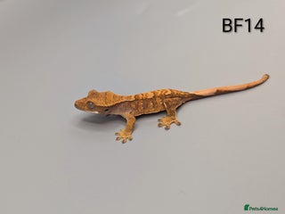 Gecko reptiles Red Flame Crested Gecko CB25 - Advert 6