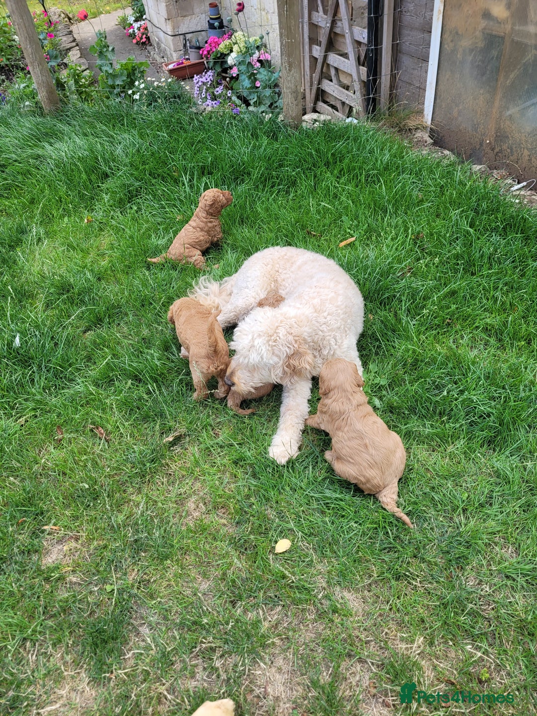 Mixed Breed dogs for sale: Miniature Goldendoodle Puppies - Image 20