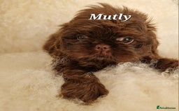Shih Tzu dogs for sale: 4 Adorable Shih Tzu pups  - Image 9