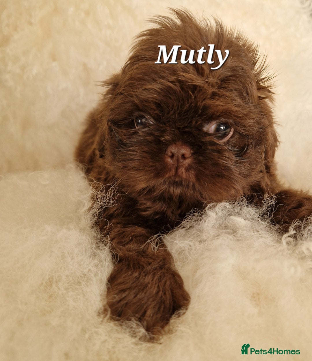 Shih Tzu dogs for sale: 4 Adorable Shih Tzu pups  - Image 9