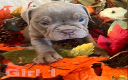 English Bulldog dogs for sale: Isabella and tri English bulldog puppy’s  - Image 8