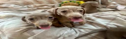 Miniature Dachshund dogs for sale: Miniature Dutch hound puppies - Advert 3