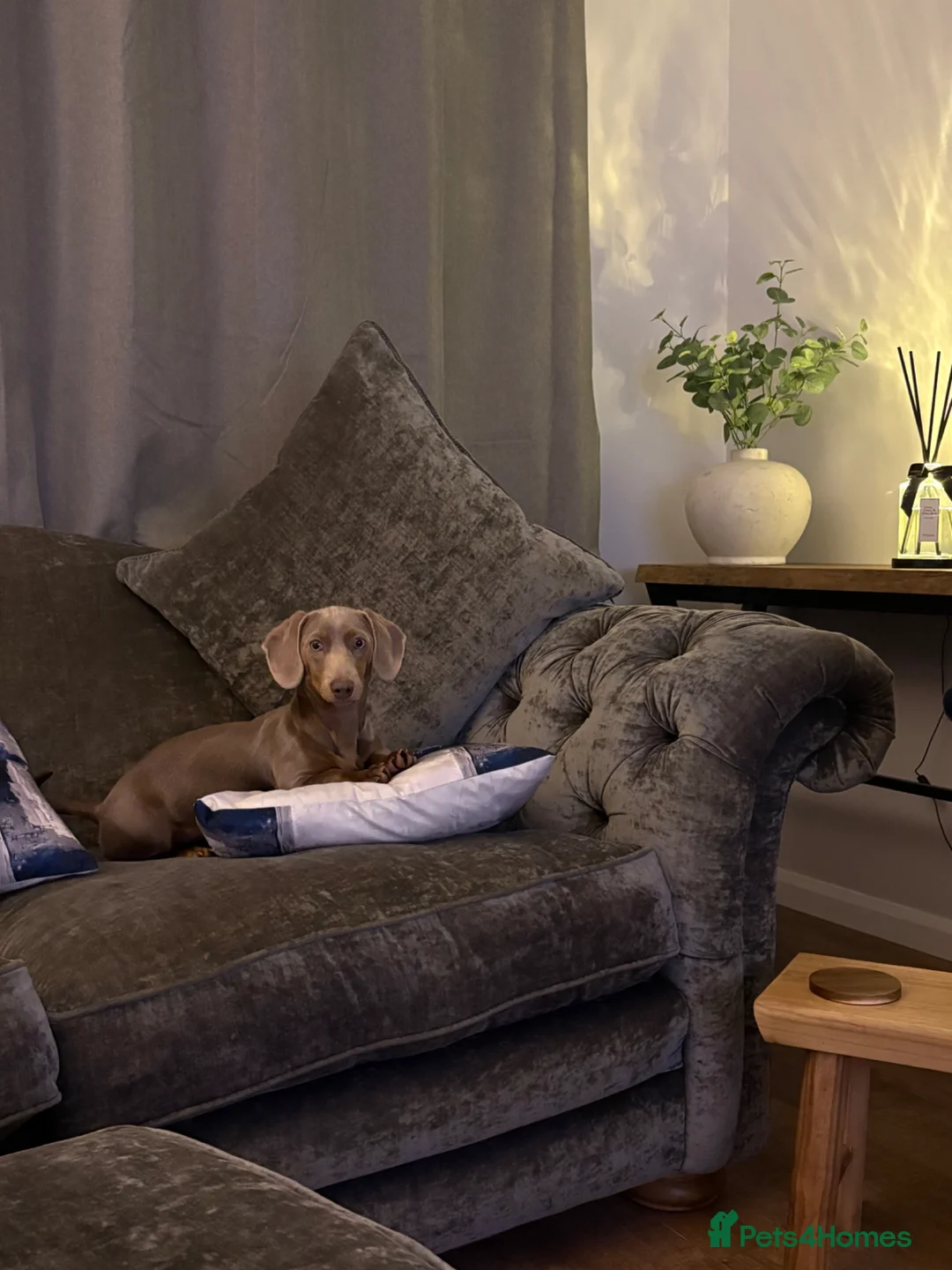 Miniature Dachshund dogs for sale: Kc miniature dashound in Bilston - Advert 1