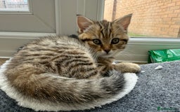 British Shorthair cats for sale: GCCF BSH Chinchilla Rare, Beautiful Kittens - Image 26
