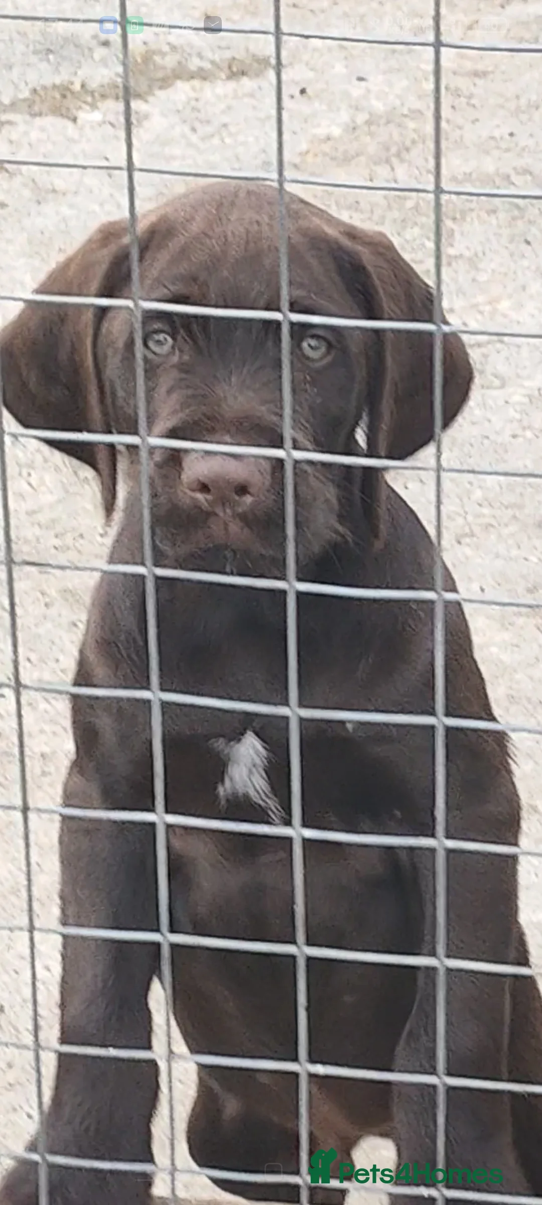 German Wirehaired Pointer dogs for sale: Working gwp x lab puppy for sale - Advert 6