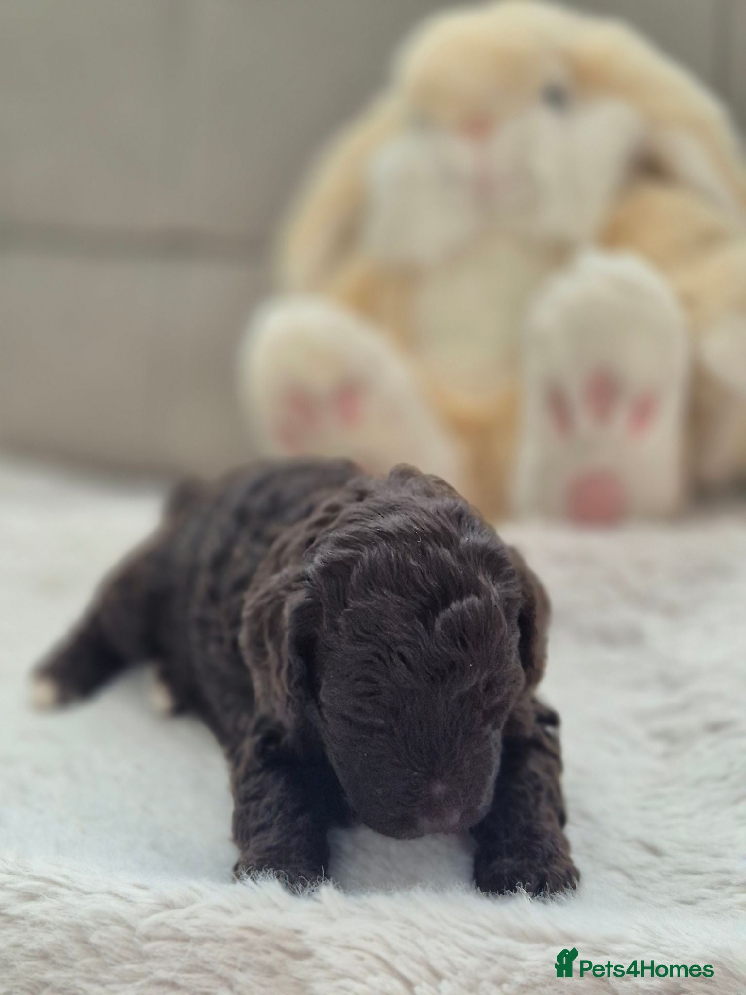 Cockapoo dogs Chocolate/merle cockapoos 3 girls/3 boys  - Advert 2