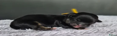 Yellow collar girl 