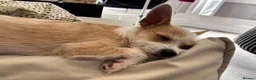 Mixed Breed dogs for sale: Petite girl looking for forever home  in Darlington - Advert 7