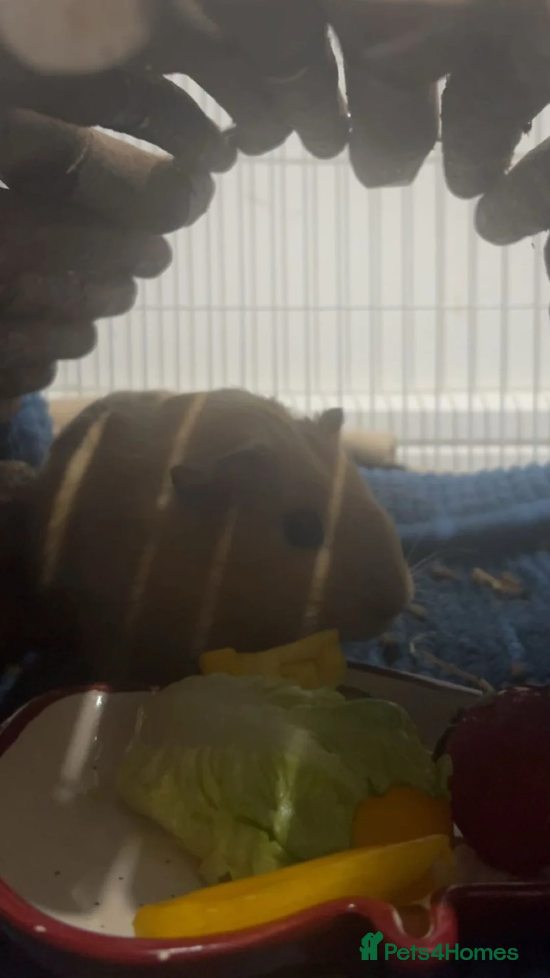 Guinea Pig rodents for sale: Bonded pair of male guinea pigs  - Advert 2