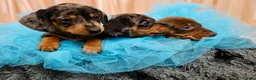 Dachshund dogs for sale: Adorable Dachshund Puppies Ready for Forever Homes - Advert 9