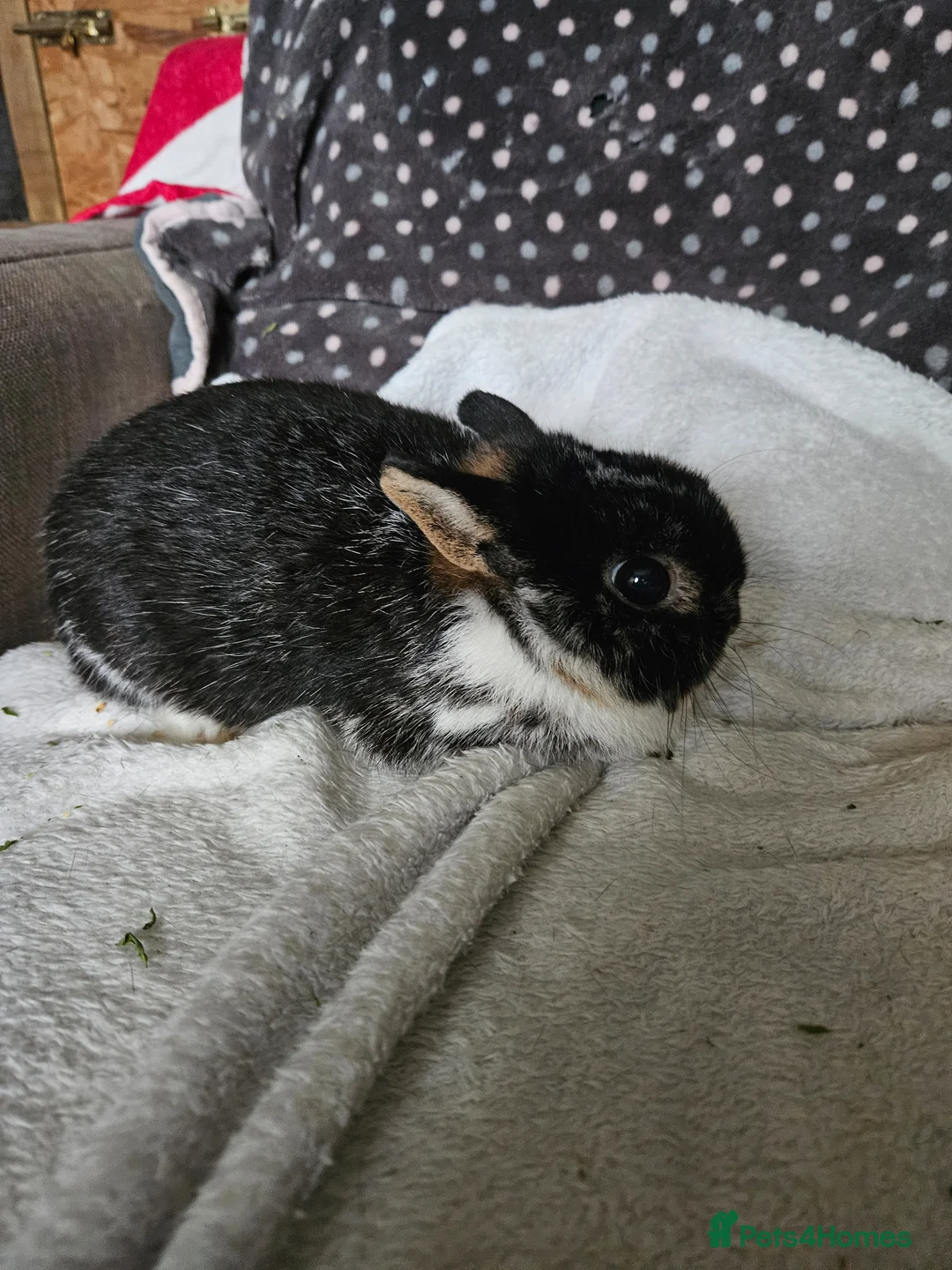 Netherland Dwarf rabbits for sale: Tri-color boy - Advert 2