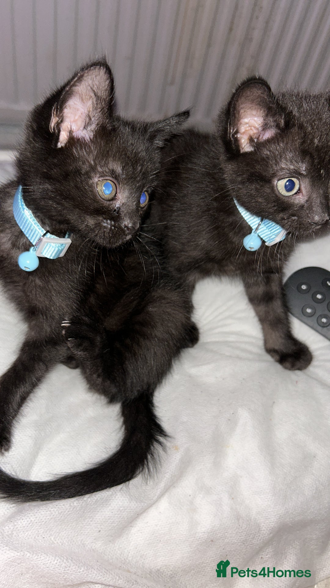 Maine Coon cats for sale: 2 boys for sale  - Image 10