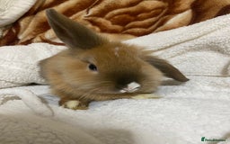 Mixed Breed rabbits for sale: Beautiful Bunnies Ready For New Homes - Advert 4