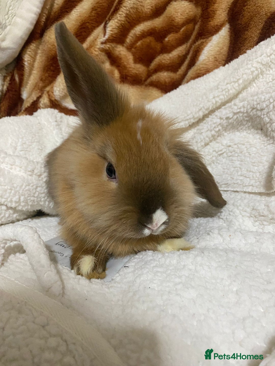 Mixed Breed rabbits for sale: Beautiful Bunnies Ready For New Homes - Advert 4