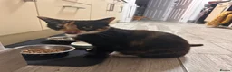 Domestic Shorthair cats for sale: Fudge and Tacco  - Advert 1