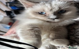 Ragdoll cats for sale: Gccf ragdoll kittens  - Advert 1