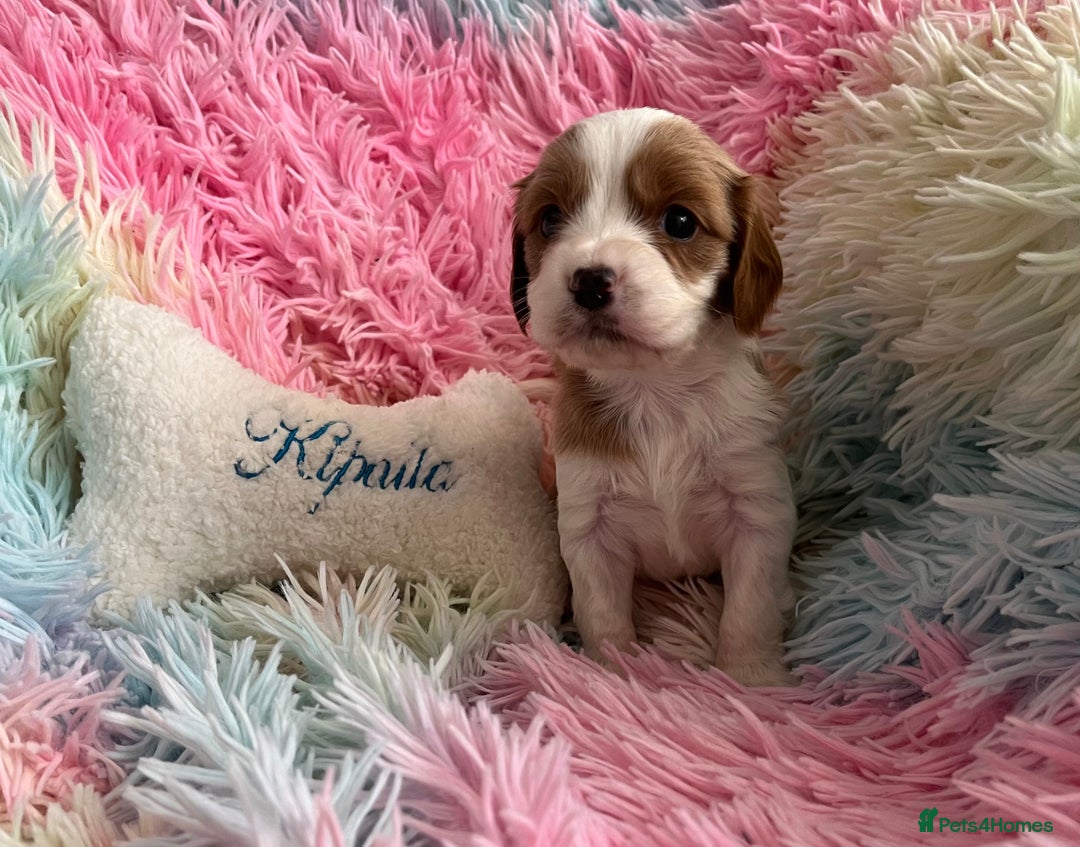 Cavapoo dogs for sale: Absolutely gorgeous cavapoo babies available. 🐾 - Image 4