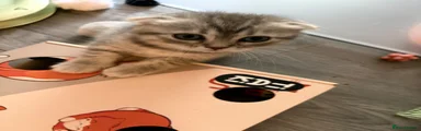 Scottish Fold 2