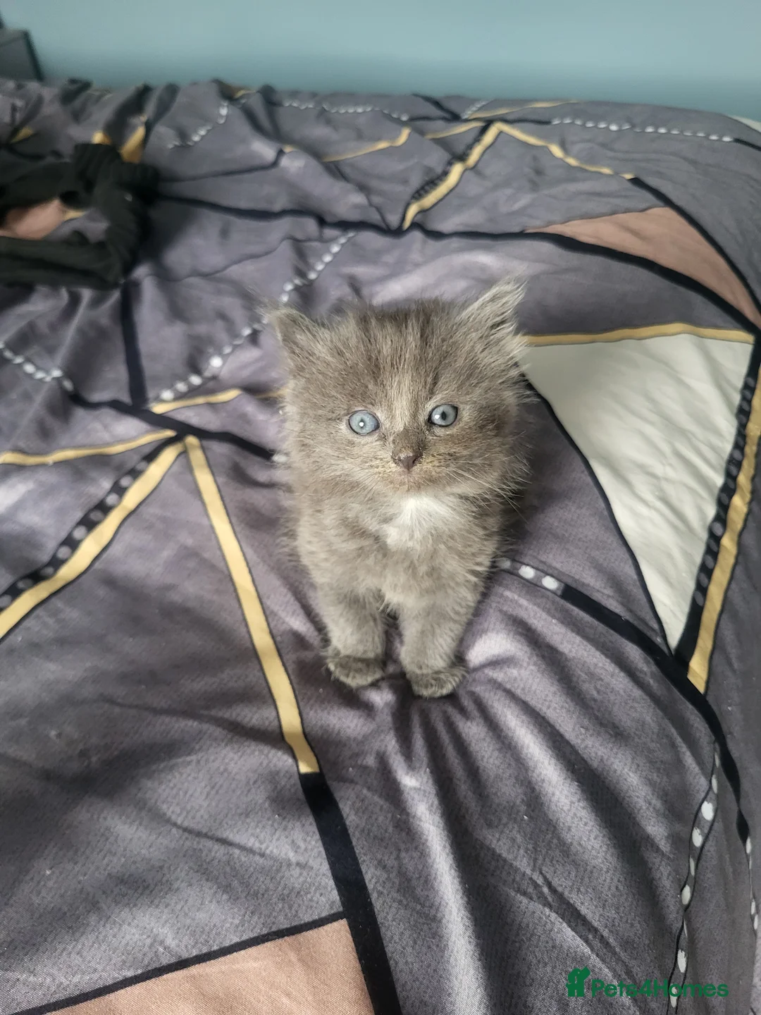 Mixed Breed cats for sale: Beautiful grey kittens  - Advert 2
