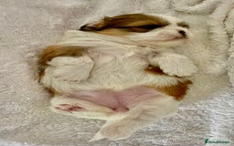 Shih Tzu dogs for sale: Adorable Imperial Shih Tzu Puppies - Advert 15