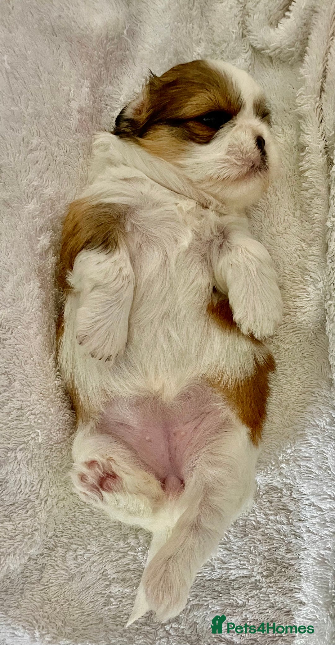 Shih Tzu dogs for sale: Adorable Imperial Shih Tzu Puppies - Advert 15