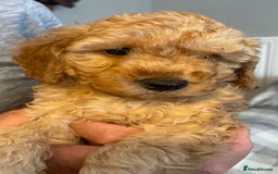 Cavapoo dogs for sale: Quality cavapoo puppies  - Image 5