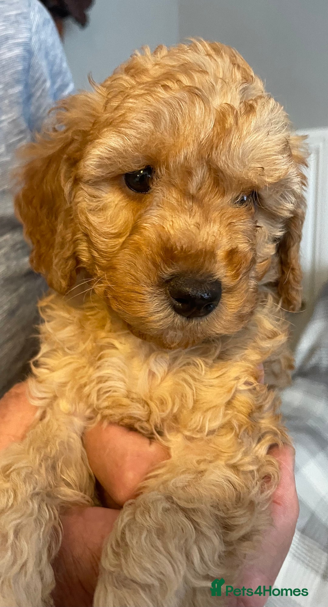 Cavapoo dogs for sale: Quality cavapoo puppies  - Image 5