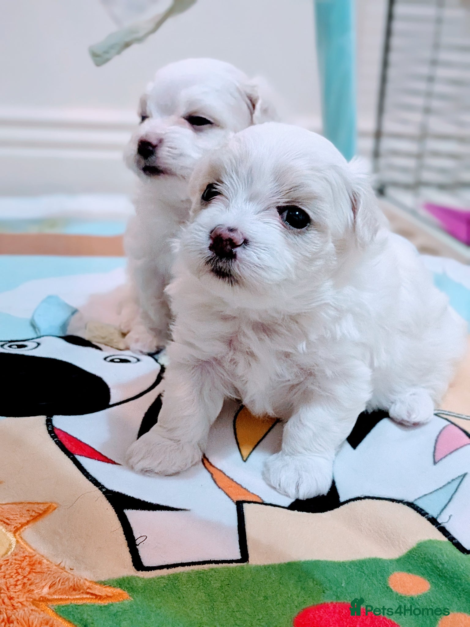 Maltese dogs Beautiful Tiny Maltese puppies  - Advert 1