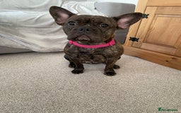 French Bulldog dogs for stud: Female Fenchie looking for stud - Image 3