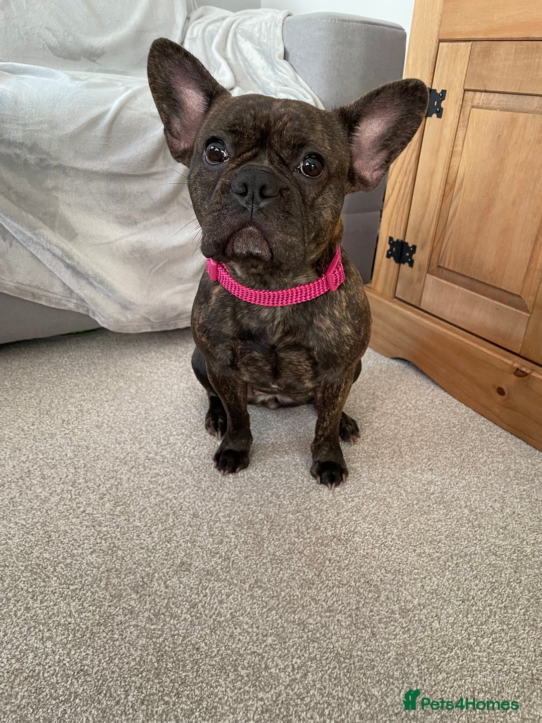 French Bulldog dogs for stud: Female Fenchie looking for stud - Image 3