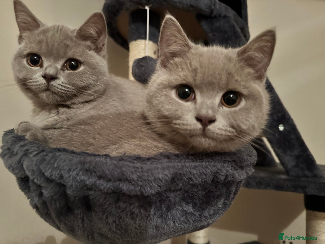 British Shorthair cats for sale: Looking for a Loving Home for 2 British Shorthairs - Image 1