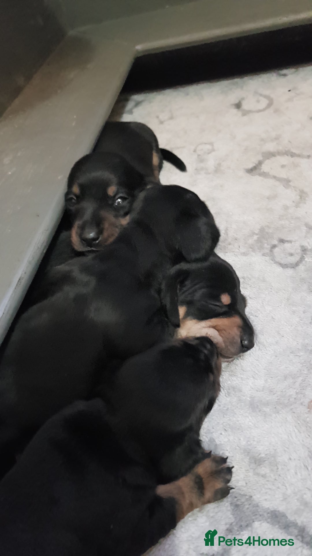 Miniature Dachshund dogs for sale: KC smooth hair miniature dachshound puppies - Advert 4