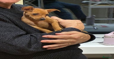 Miniature Pinscher dogs - Advert 2