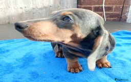 Dachshund dogs for sale: READY NOW STANDARD PRA CLR KC REG MANY CHAMPS - Image 10