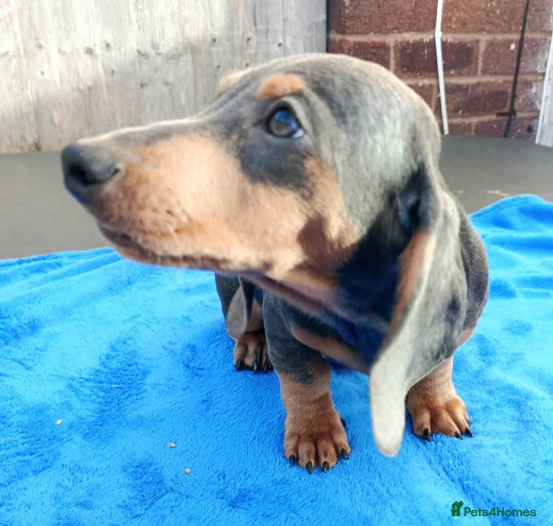 Dachshund dogs for sale: READY NOW STANDARD PRA CLR KC REG MANY CHAMPS - Image 10