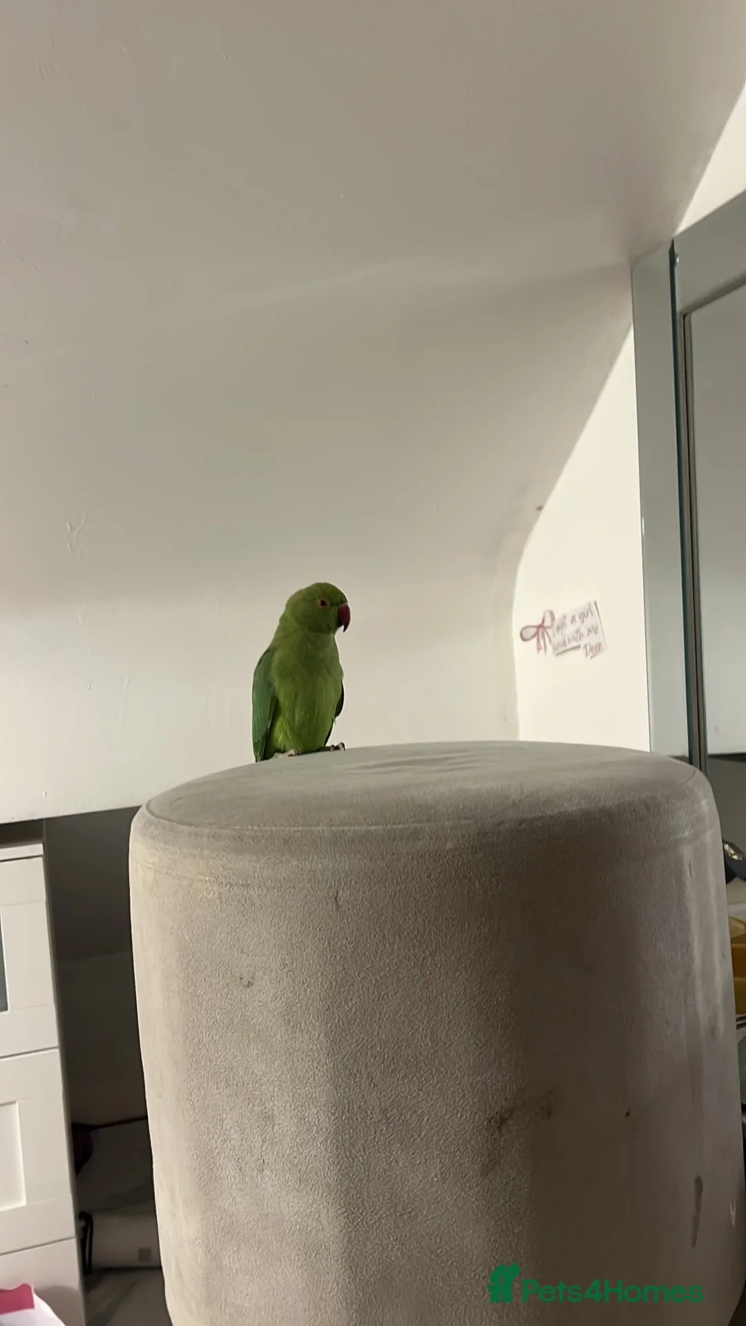 Ringnecks birds for sale: Ring neck  - Advert 3