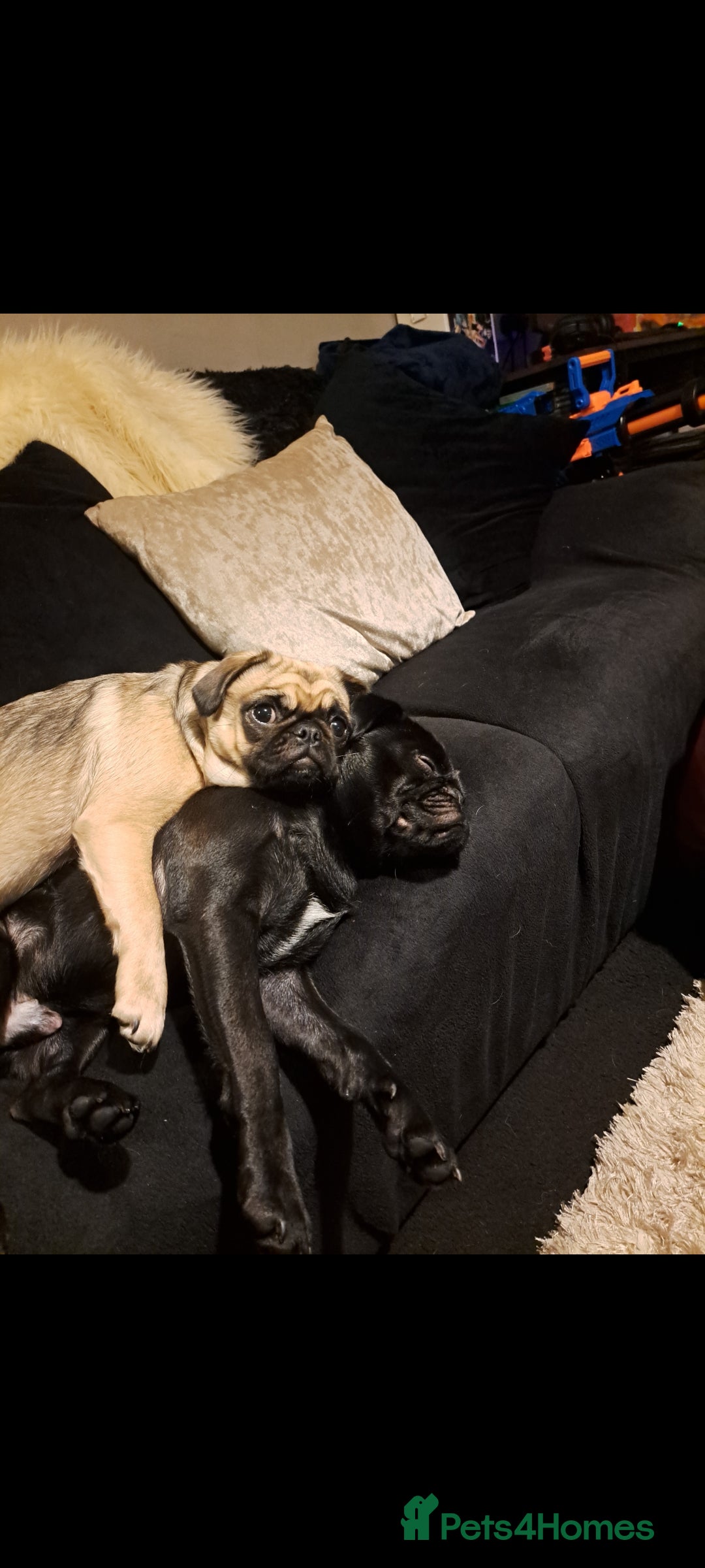 Pug dogs for sale: Pug puppies  - Image 3
