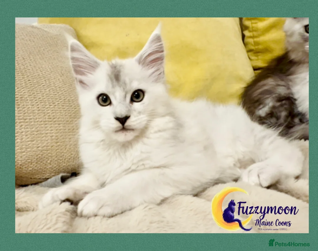 Maine Coon cats for sale: Gorgeous Shaded Pedigree Maine Coon Kittens - Advert 12